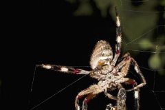 晚上蜘蛛爬到身上寓意什么事情 喜蛛是什么有什么预兆