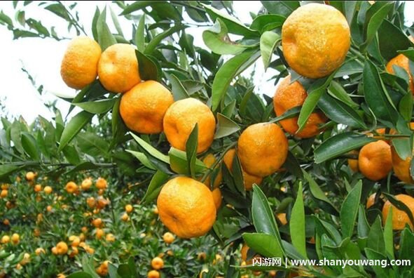 吃橘子核酸检测会阳性吗 吃橘子做核酸没有影响