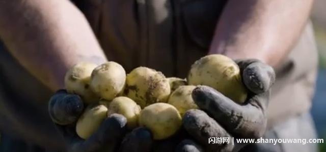 博诺特土豆多少钱一斤 被誉为世界上最贵的土豆