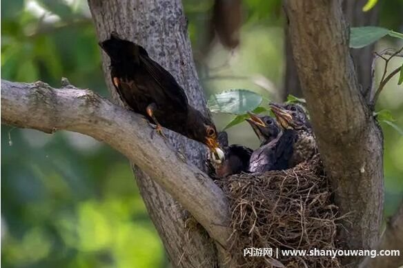 鸟妈妈为什么吃小鸟的粪便,大鸟吃小鸟的便便