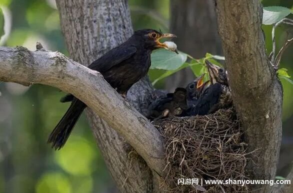 鸟妈妈为什么吃小鸟的粪便,大鸟吃小鸟的便便